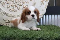 Ace, a male Cavalier King Charles Spaniel for sale in Charm, OH – Photo 4 of 4