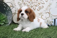 Ace, a male Cavalier King Charles Spaniel for sale in Charm, OH – Photo 2 of 4