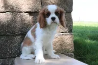 Ace, a male Cavalier King Charles Spaniel for sale in Charm, OH – 3 of 9