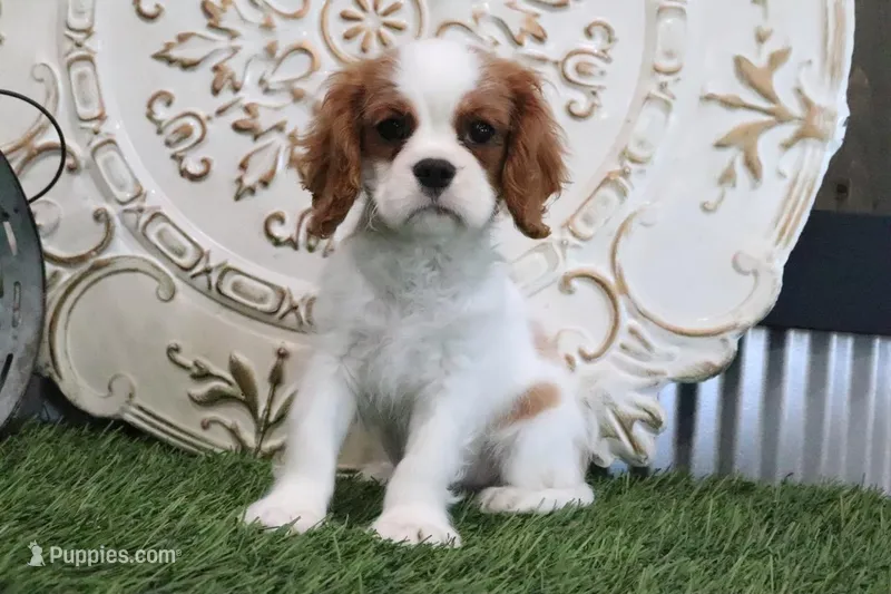 Ace – Cavalier King Charles Spaniel puppy for sale in Charm, OH