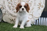 Ace, a male Cavalier King Charles Spaniel for sale in Charm, OH – Photo 1 of 4