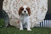 Ace, a male Cavalier King Charles Spaniel for sale in Charm, OH – Photo 3 of 4