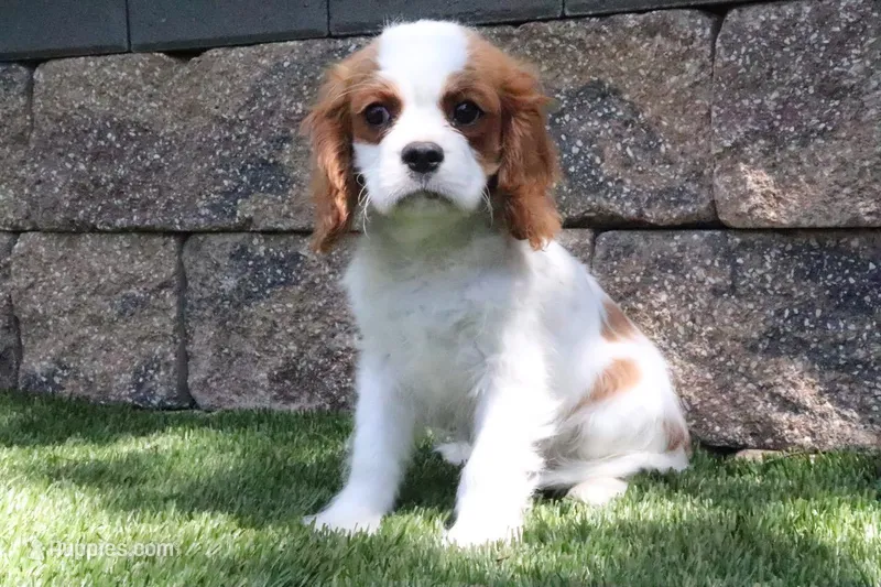 Ace – Cavalier King Charles Spaniel puppy for sale in Charm, OH