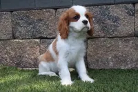 Ace, a male Cavalier King Charles Spaniel for sale in Charm, OH – 2 of 9