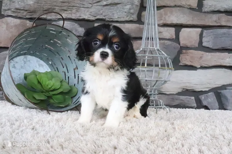 Kyra – Cavalier King Charles Spaniel puppy for sale in Charm, OH