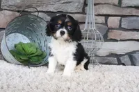 Kyra, a female Cavalier King Charles Spaniel for sale in Charm, OH – 1 of 5