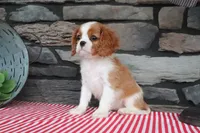 Princess, a female Cavalier King Charles Spaniel for sale in Charm, OH – 4 of 5