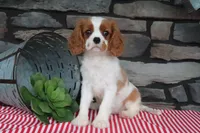 Heidi, a female Cavalier King Charles Spaniel for sale in Charm, OH – 3 of 6