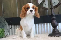 Arnie, a male Cavalier King Charles Spaniel for sale in Charm, OH – 8 of 10