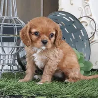 Odessa, a female Cavalier King Charles Spaniel for sale in Charm, OH – Photo 4 of 6