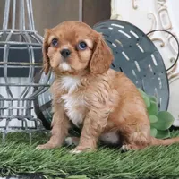Odessa, a female Cavalier King Charles Spaniel for sale in Charm, OH – Photo 5 of 6