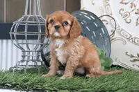 Odessa, a female Cavalier King Charles Spaniel for sale in Charm, OH – Photo 5 of 6