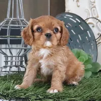 Odessa, a female Cavalier King Charles Spaniel for sale in Charm, OH – Photo 1 of 6