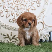 Odessa, a female Cavalier King Charles Spaniel for sale in Charm, OH – Photo 2 of 6