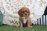 Odessa, a female Cavalier King Charles Spaniel for sale in Charm, OH – Photo 2 of 6