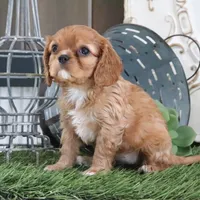 Odessa, a female Cavalier King Charles Spaniel for sale in Charm, OH – Photo 3 of 6