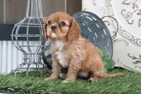 Odessa, a female Cavalier King Charles Spaniel for sale in Charm, OH – Photo 3 of 6