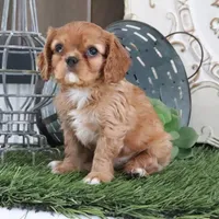 Odessa, a female Cavalier King Charles Spaniel for sale in Charm, OH – Photo 6 of 6
