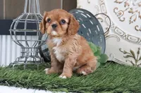Odessa, a female Cavalier King Charles Spaniel for sale in Charm, OH – Photo 6 of 6