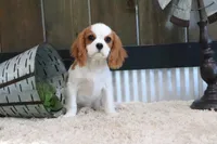 Boone, a male Cavalier King Charles Spaniel for sale in Charm, OH – 7 of 9