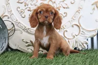 Tessa , a female Cavalier King Charles Spaniel for sale in Charm, OH – Photo 4 of 7