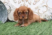 Tessa , a female Cavalier King Charles Spaniel for sale in Charm, OH – Photo 5 of 7