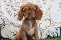 Tessa , a female Cavalier King Charles Spaniel for sale in Charm, OH – Photo 2 of 7