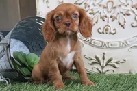 Tessa , a female Cavalier King Charles Spaniel for sale in Charm, OH – Photo 6 of 7