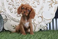 Tessa , a female Cavalier King Charles Spaniel for sale in Charm, OH – Photo 3 of 7