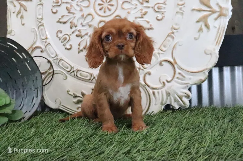 Tessa  – Cavalier King Charles Spaniel puppy for sale in Charm, OH