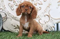 Tessa , a female Cavalier King Charles Spaniel for sale in Charm, OH – Photo 7 of 7