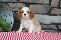 Idabelle, a male Cavalier King Charles Spaniel for sale in Charm, OH – 4 of 4