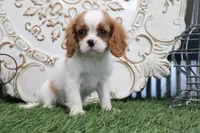 Ace, a male Cavalier King Charles Spaniel for sale in Charm, OH – 5 of 5