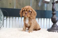 Douglas, a male Cavalier King Charles Spaniel for sale in Charm, OH – 6 of 6