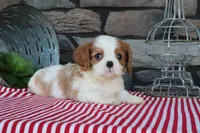 Tuffy, a male Cavalier King Charles Spaniel for sale in Charm, OH – 4 of 5