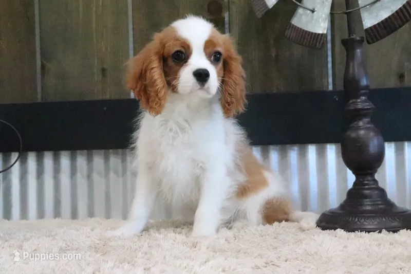 Bart – Cavalier King Charles Spaniel puppy for sale in Charm, OH