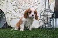 Romeo, a male Cavalier King Charles Spaniel for sale in Charm, OH – 4 of 5