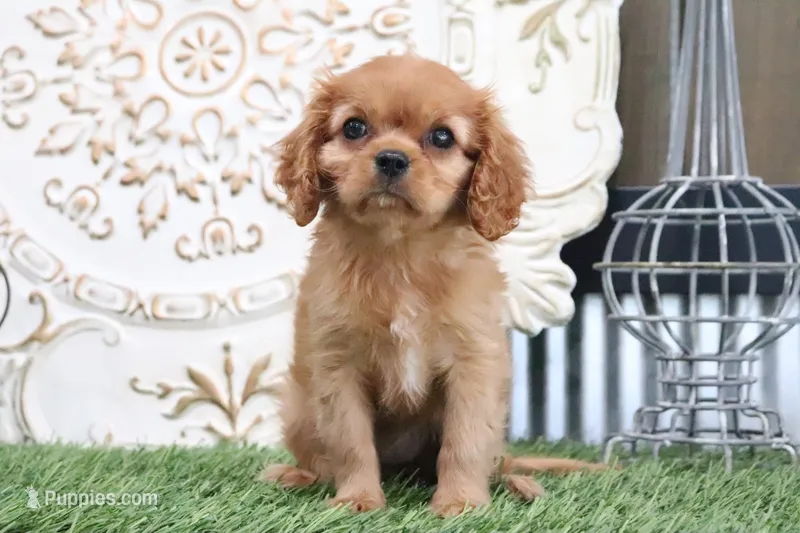 Princess – Cavalier King Charles Spaniel puppy for sale in Charm, OH
