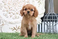 Princess, a female Cavalier King Charles Spaniel for sale in Charm, OH – 1 of 5