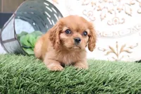 Princess, a female Cavalier King Charles Spaniel for sale in Charm, OH – 5 of 5