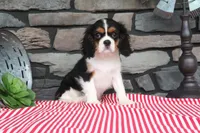 Dottie, a female Cavalier King Charles Spaniel for sale in Charm, OH – 6 of 7