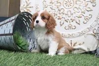 Cecil, a male Cavalier King Charles Spaniel for sale in Charm, OH – 6 of 6