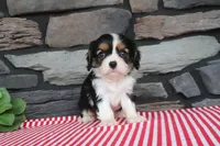 Emma, a male Cavalier King Charles Spaniel for sale in Charm, OH – 4 of 4