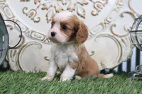 Romeo, a male Cavalier King Charles Spaniel for sale in Charm, OH – 3 of 5