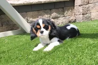 Sparky, a male Cavalier King Charles Spaniel for sale in Charm, OH – 5 of 5