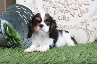 Sparky, a male Cavalier King Charles Spaniel for sale in Charm, OH – Photo 2 of 5