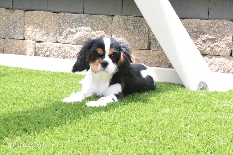 Sparky – Cavalier King Charles Spaniel puppy for sale in Charm, OH