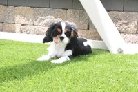 Sparky, a male Cavalier King Charles Spaniel for sale in Charm, OH – 1 of 5