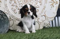 Sparky, a male Cavalier King Charles Spaniel for sale in Charm, OH – Photo 5 of 5