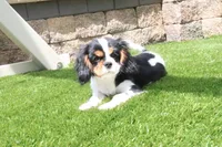 Sparky, a male Cavalier King Charles Spaniel for sale in Charm, OH – 4 of 5